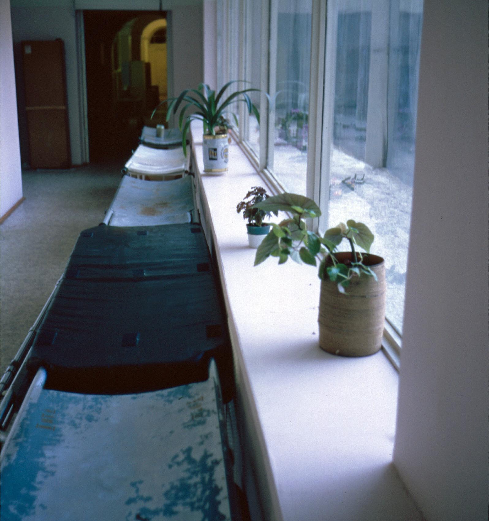 "Blumenpracht" im Krankenhaus.